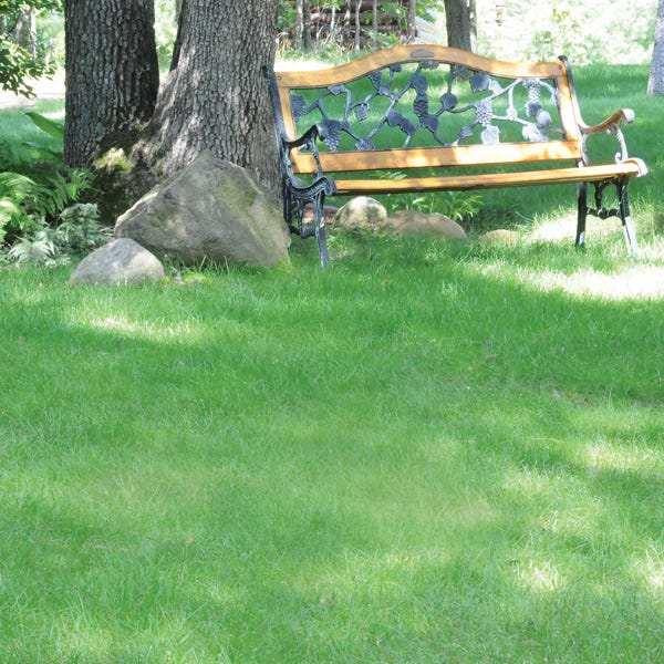 planting grass seed in michigan No Mow Lawn Grass Seed