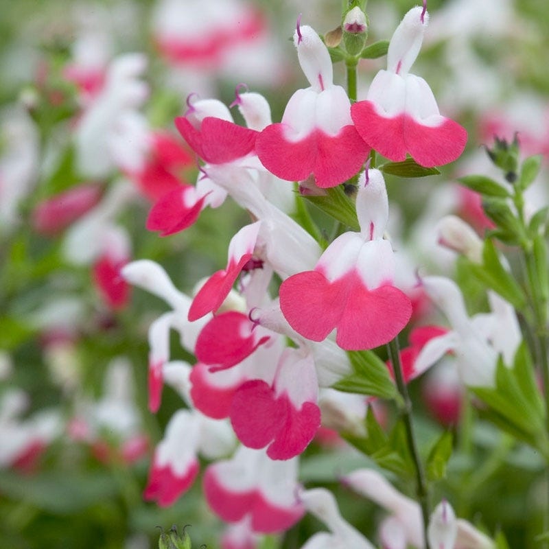 hot lips succulent plant Hot Lips Sage, Salvia microphylla