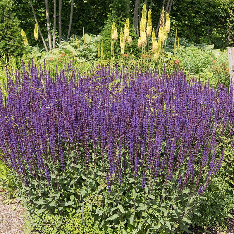 Caradonna Meadow Sage | Purple | Plant