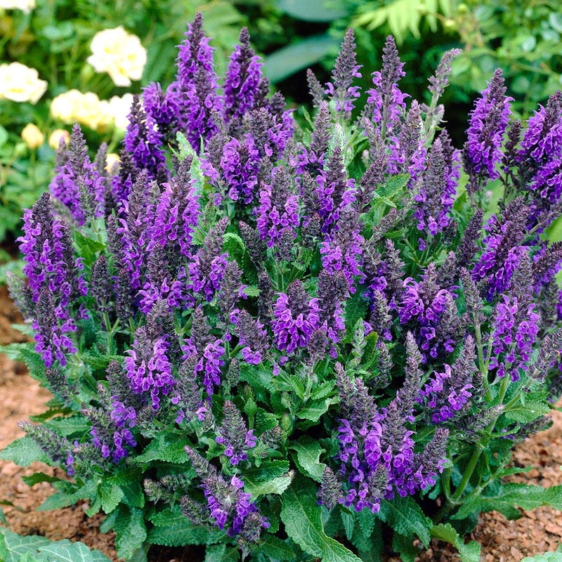 Marcus Meadow Sage, Salvia nemorosa