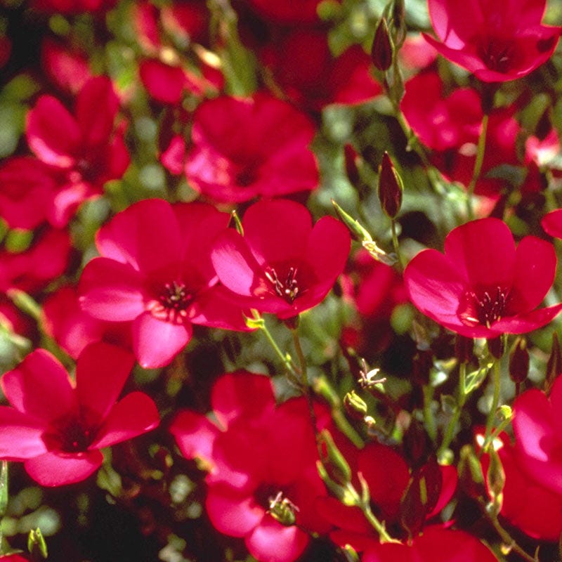 lin lan flower seeds for sale Scarlet Flax Seeds | Red