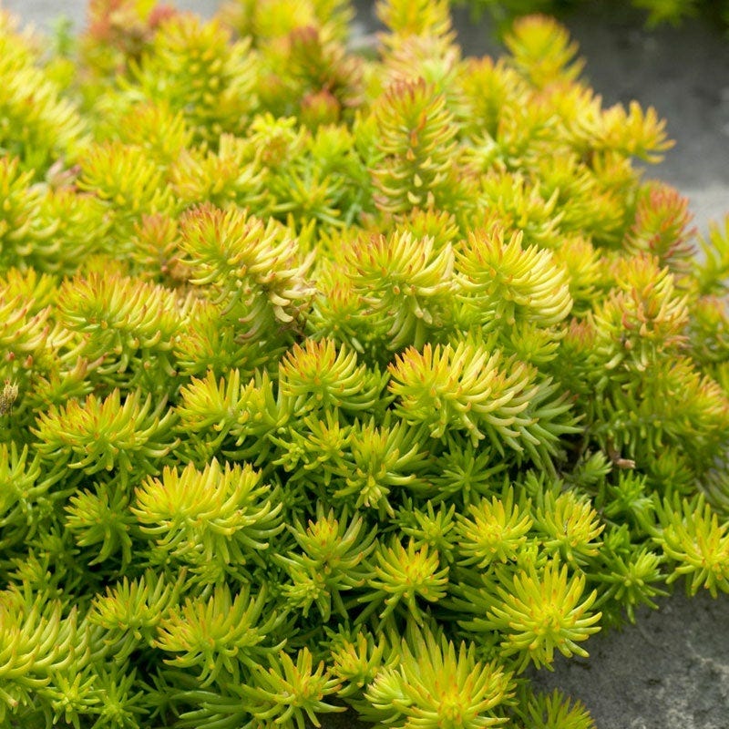 ground cover sedum succulent Angelina Sedum | Yellow | Plant