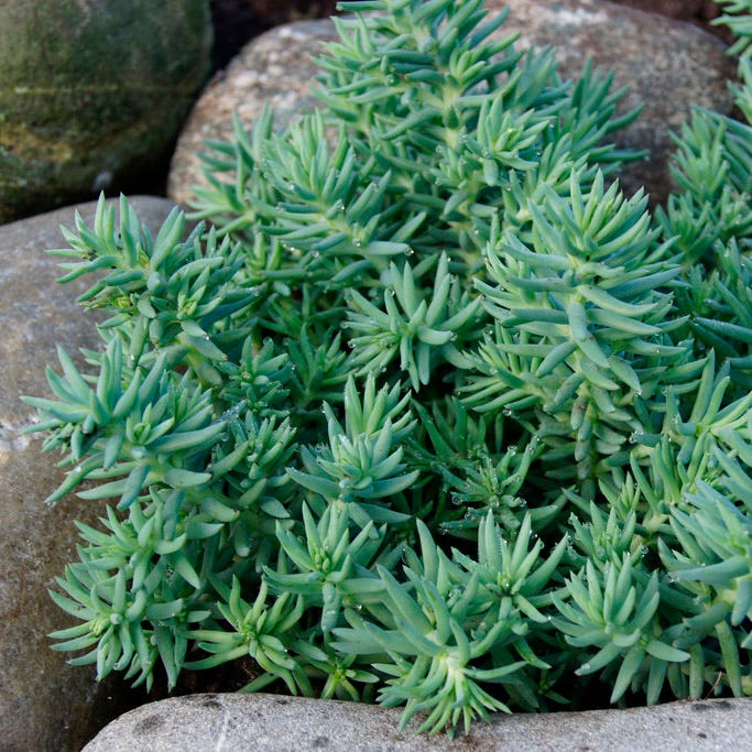 sedum succulents Blue Spruce Sedum | Yellow | Plant