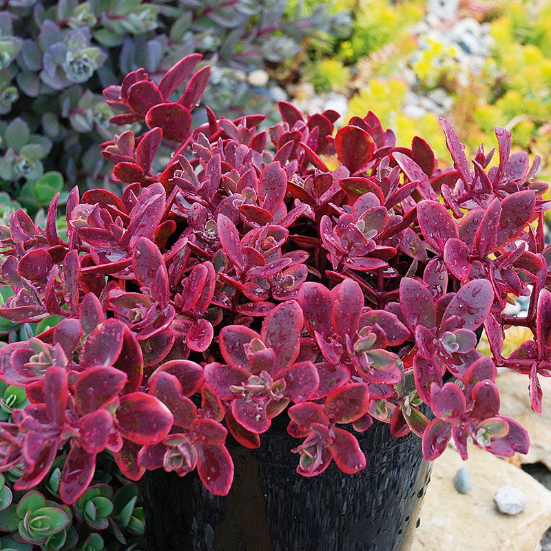 red sedum succulent Sunsparkler Wildfire Sedum | Pink | Plant