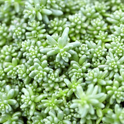 coral carpet succulent Sedum album Coral Carpet