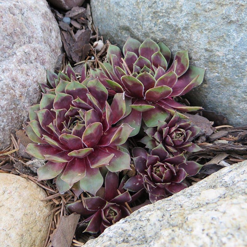 hen succulent plant Red Heart Hens And Chicks