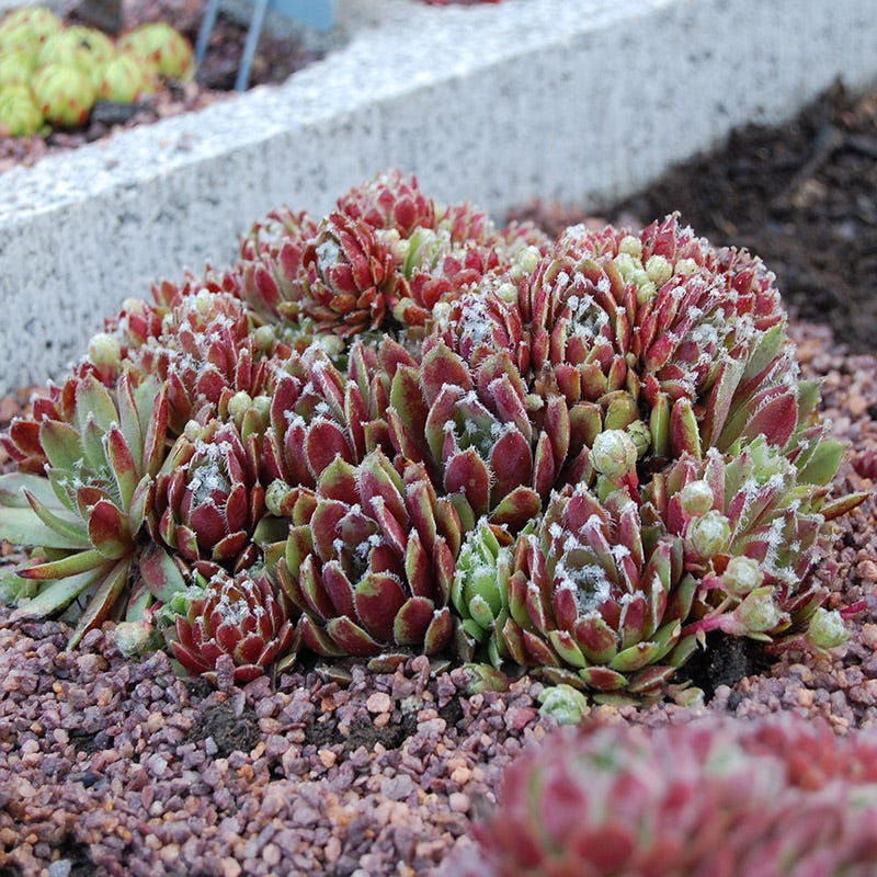 jade rose succulent Jade Rose Hens and Chicks