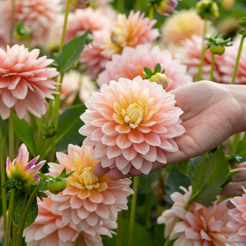 Sheer Heaven Decorative Dahlia | Soft Pink Blooms for Romantic Gardens