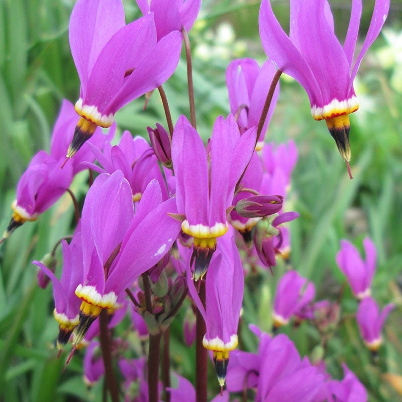 flower that shoots seeds Shooting Star Seeds
