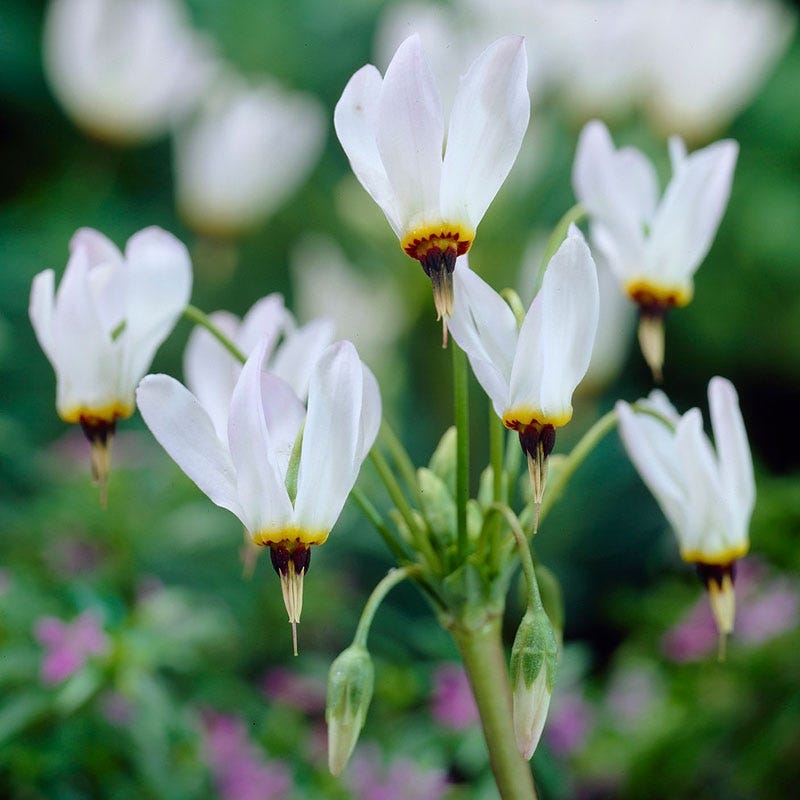 shooting star flower seeds Shooting Star - Plant