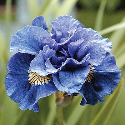 Concord Crush Siberian Iris, Iris sibirica | American Meadows