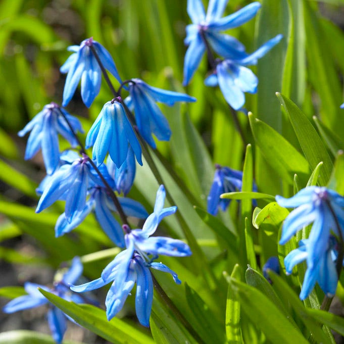 siberian lavender plants Siberian Squill | Blue