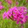 None so Pretty or Catchfly Seeds|Pink None so Pretty or Catchfly Wildflowers, Silene armeria