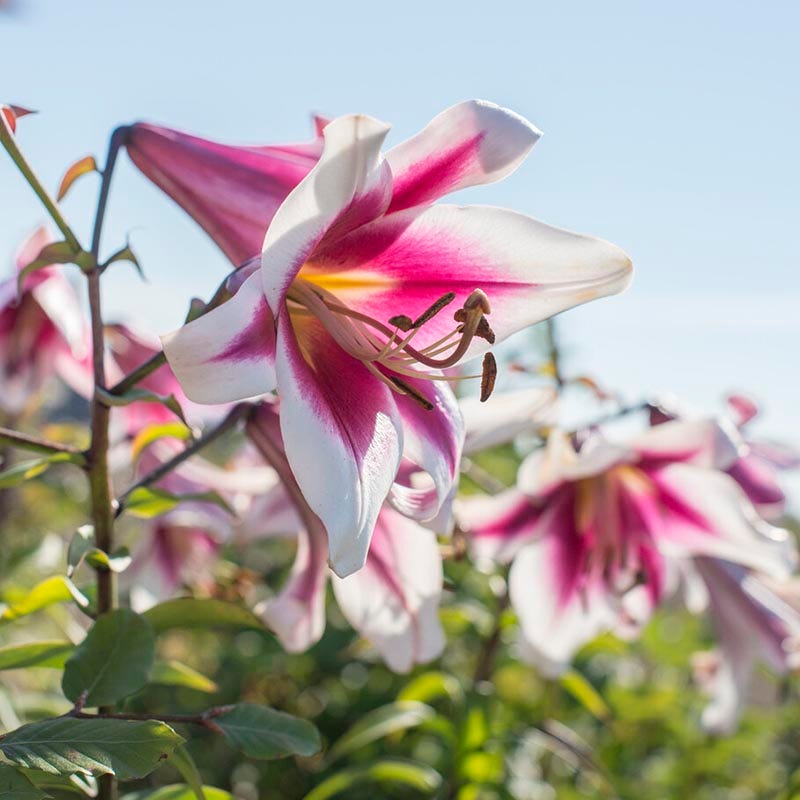 silk asiatic lilies Silk Road Orienpet Lily (Friso)