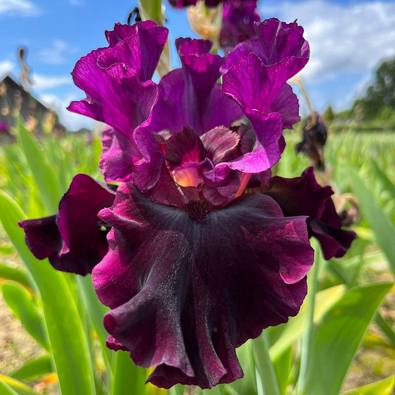 Silken Trim Bearded Iris, Iris germanica | American Meadows