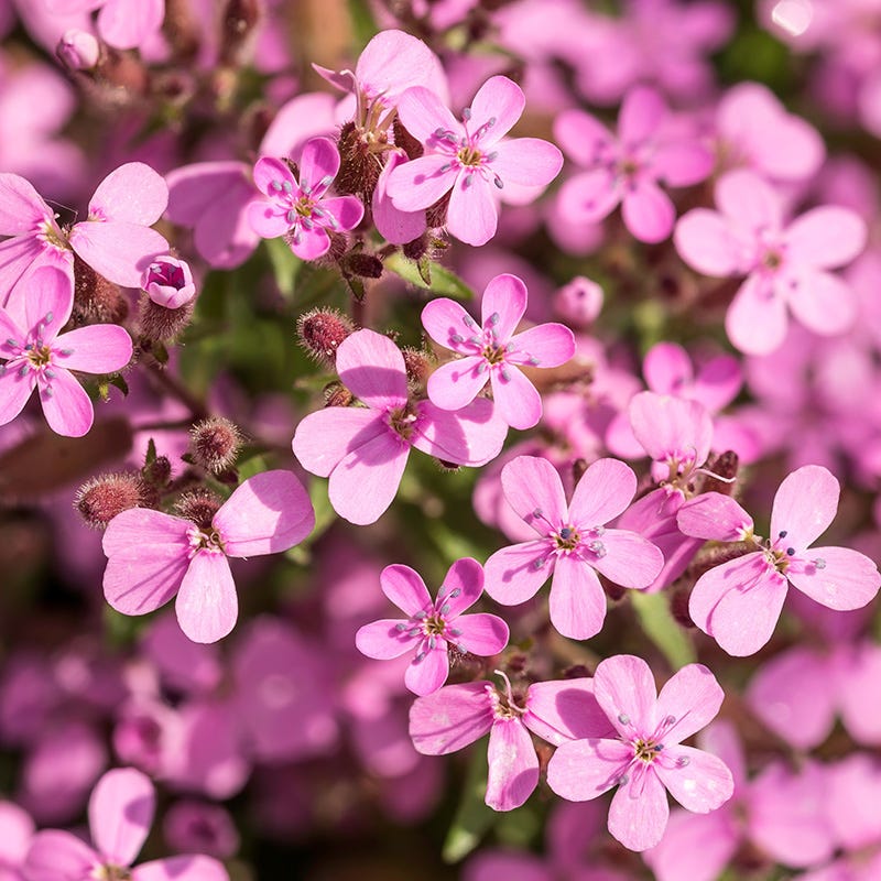 planting soapwort seeds Soapwort Seeds