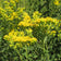 Stiff Goldenrod Seeds|Yellow Stiff Goldenrod Seeds, Solidago rigida or Oligoneuron rigidum