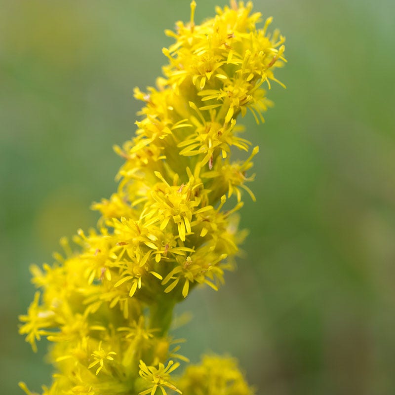 Showy Goldenrod Seeds