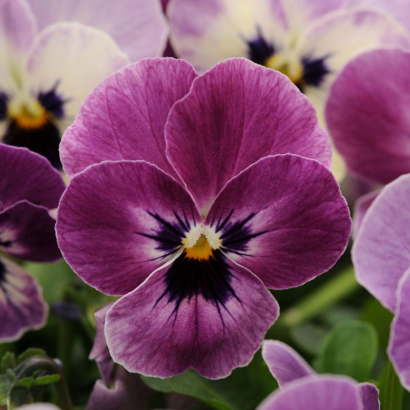 紫苺 Sorbet® XP Raspberry Viola | Vibrant Blooms For Cool Seasons