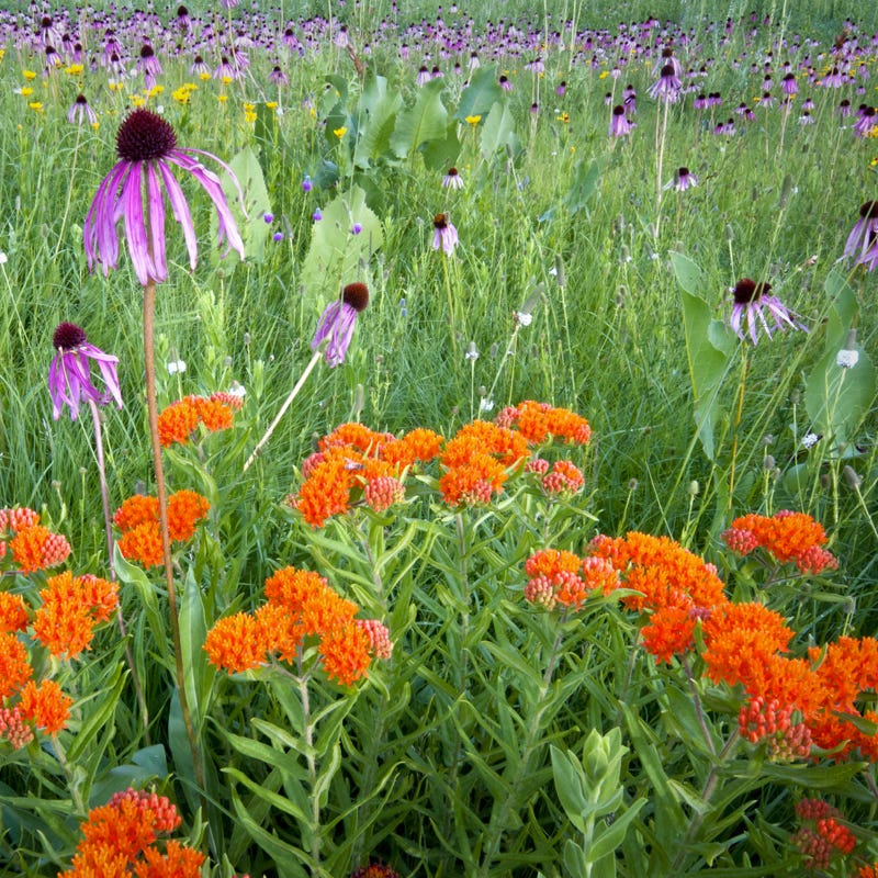 native southeast wildflower seed mix Southeast Pollinator Wildflower Seed Mix