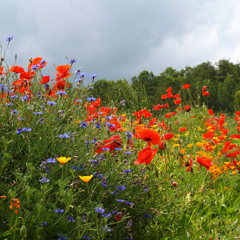 southwest wildflower seed Southwest Pollinator Wildflower Seed Mix