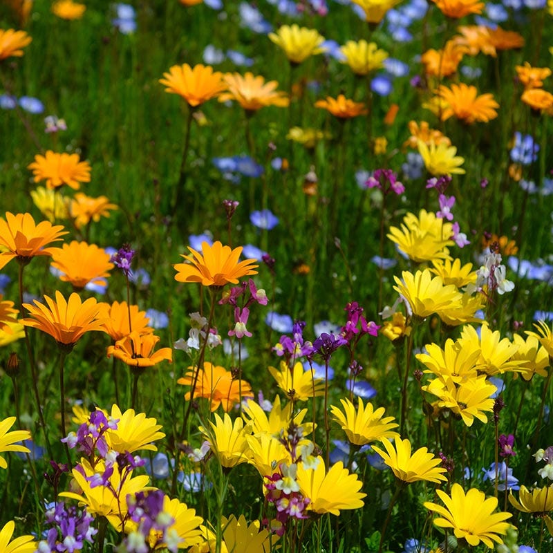 southwest wildflower seed Southwest Wildflower Seed Mix