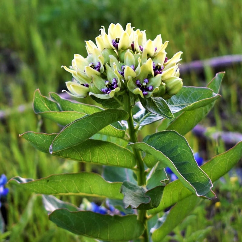 spider milkweed plant Spider Milkweed Seeds