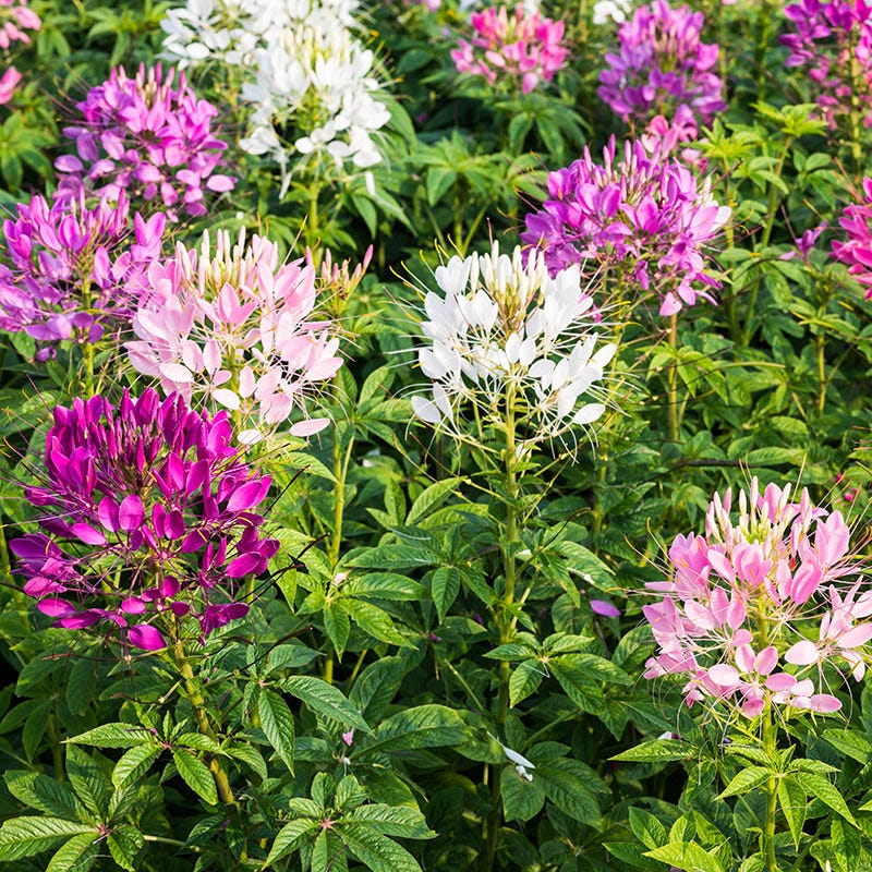 Spider Plant Seeds | Pink/White