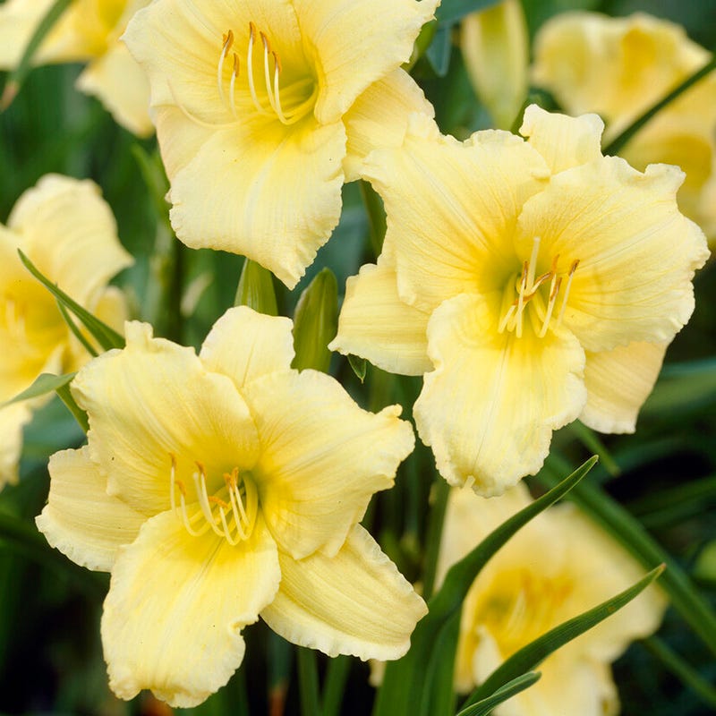 Stella Supreme Reblooming Daylily, Hemerocallis | American Meadows