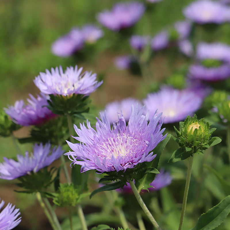 stokes flower seeds Stoke's Aster | Purple | Plant