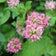 Strawberry Clover Seeds