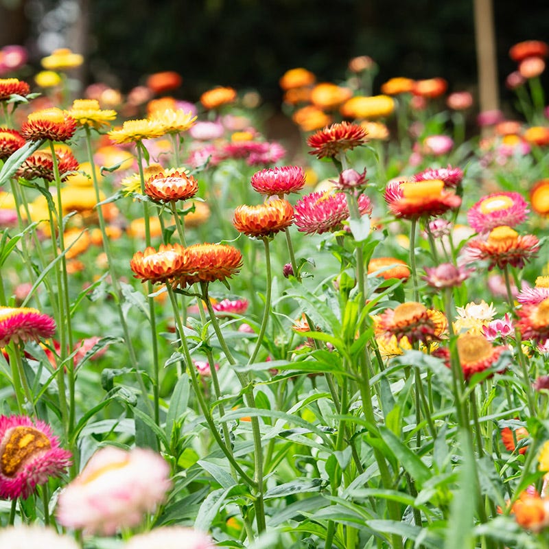 Strawflower Seeds Mix, Helichrysum bracteatum