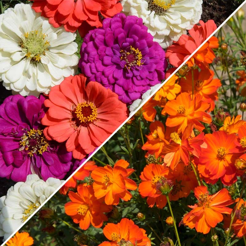 Sulphur Cosmos & Zinnia Seed Combo | American Meadows