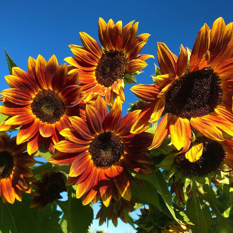 Earthwalker Sunflower Seeds, Helianthus | American Meadows