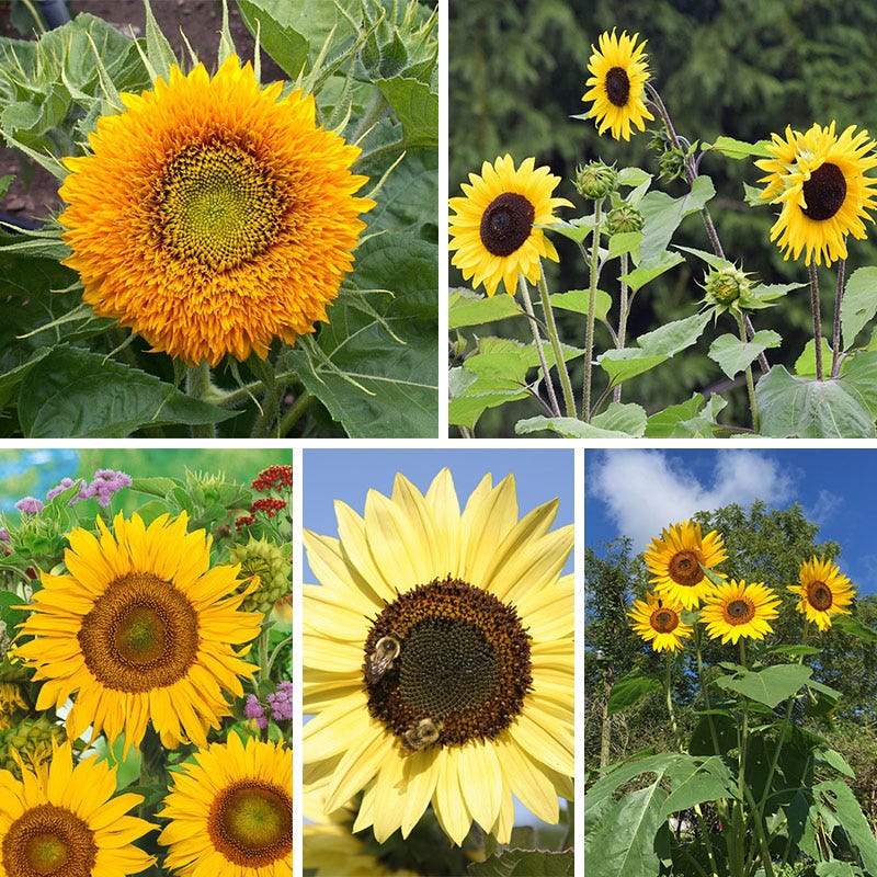 mixed sunflower seeds for planting Sunflower Seed Mix, Helianthus annuus