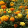 Crackerjack Mix Marigold Seeds