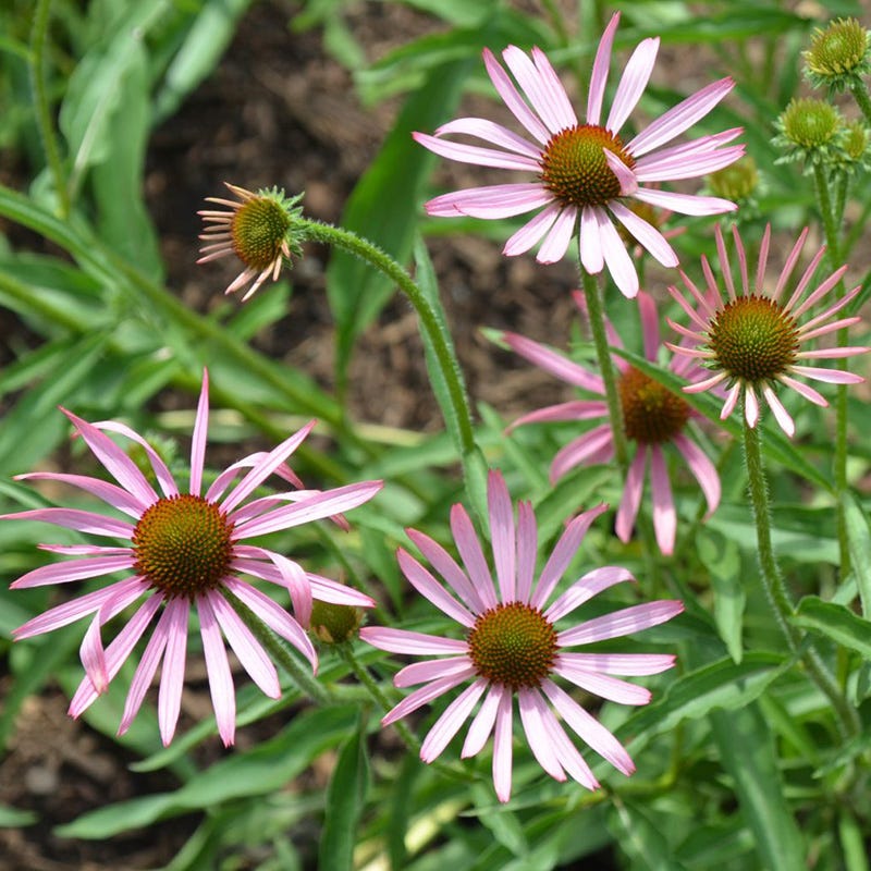 echinacea purple coneflower seeds Tennessee Purple Coneflower Seeds, Echinacea| American Meadows