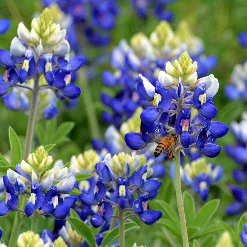 planting texas bluebonnet seeds Texas Bluebonnet Seeds, Lupinus texensis