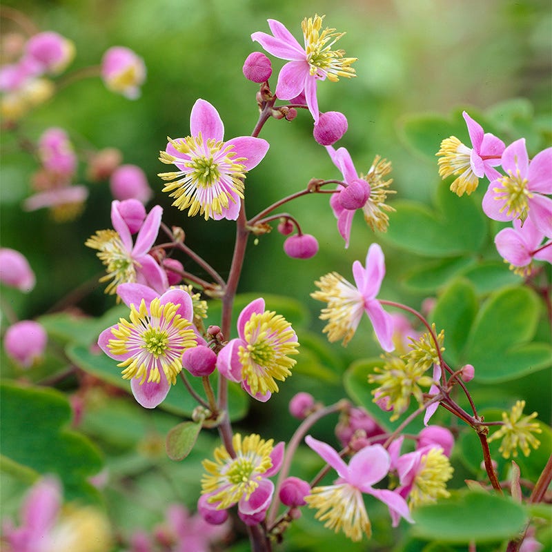 lavender mist meadow rue seeds Meadow Rue - Plant