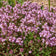 Thymus serpyllum