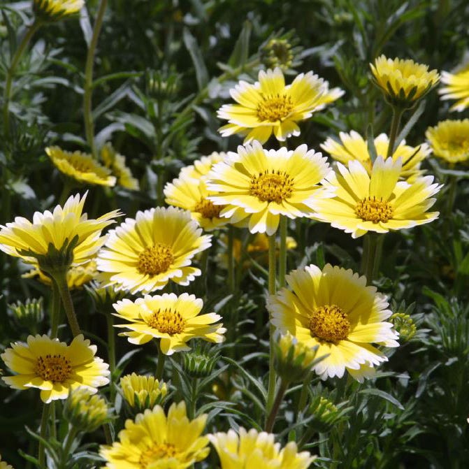 yellow flower seeds float away Tidy Tips Seeds, Layia platyglossa