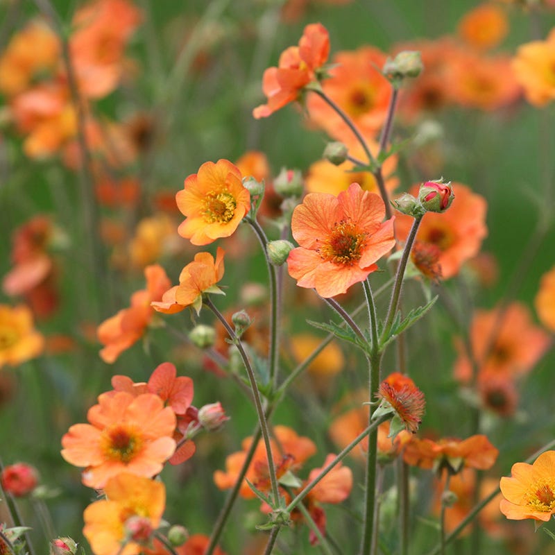 geum flower seeds Totally Tangerine Geum | Orange | Plant