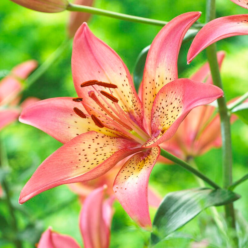 orange asiatic lily plant Trogon Asiatic Lily