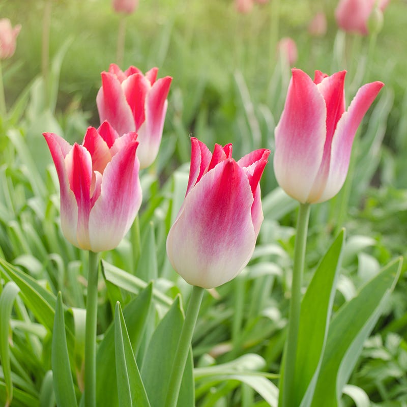 Whispering Dream Lily Flowered Tulip, Tulipa