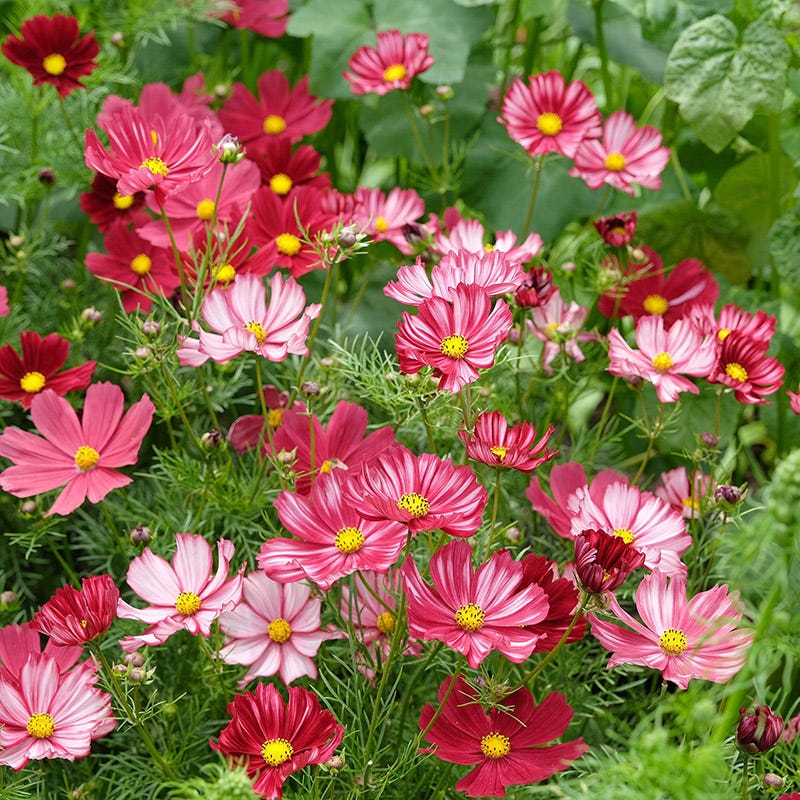 Velouette Cosmos | Striking Crimson & White Blooms