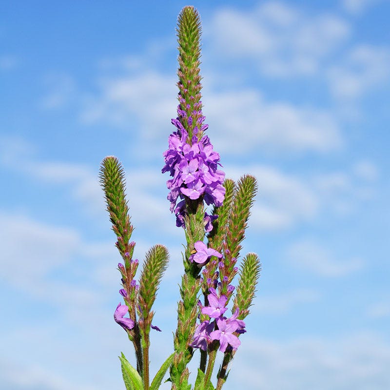 Hoary Vervain Seeds | Purple