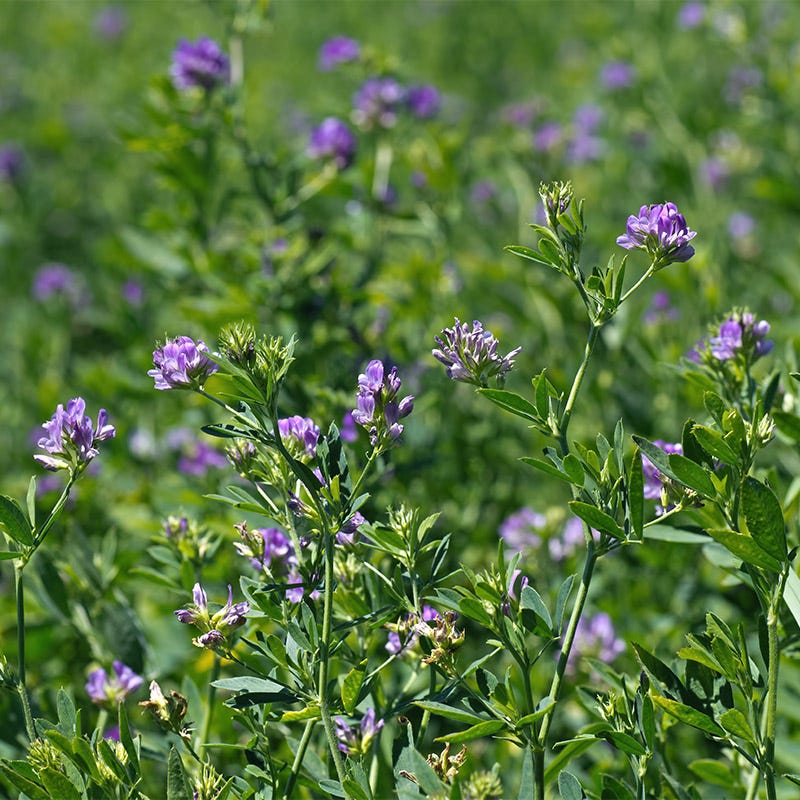 best time to plant alfalfa seed Vernal Alfalfa Seeds