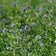 Vernal Alfalfa Seeds|Purple Vernal Alfalfa Seeds, Medicago sativa, Vernal Alfalfa
