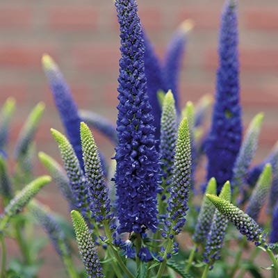 First Glory Veronica, Speedwell | American Meadows