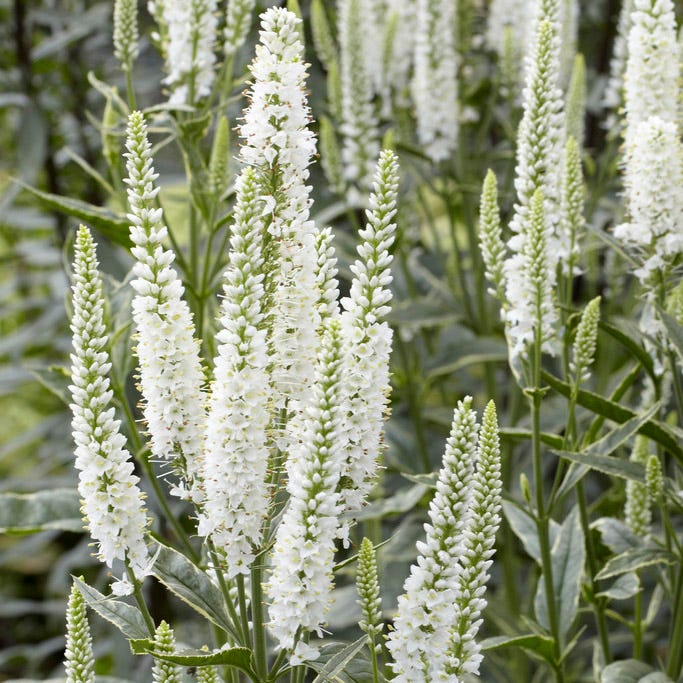 Charlotte Veronica, Speedwell